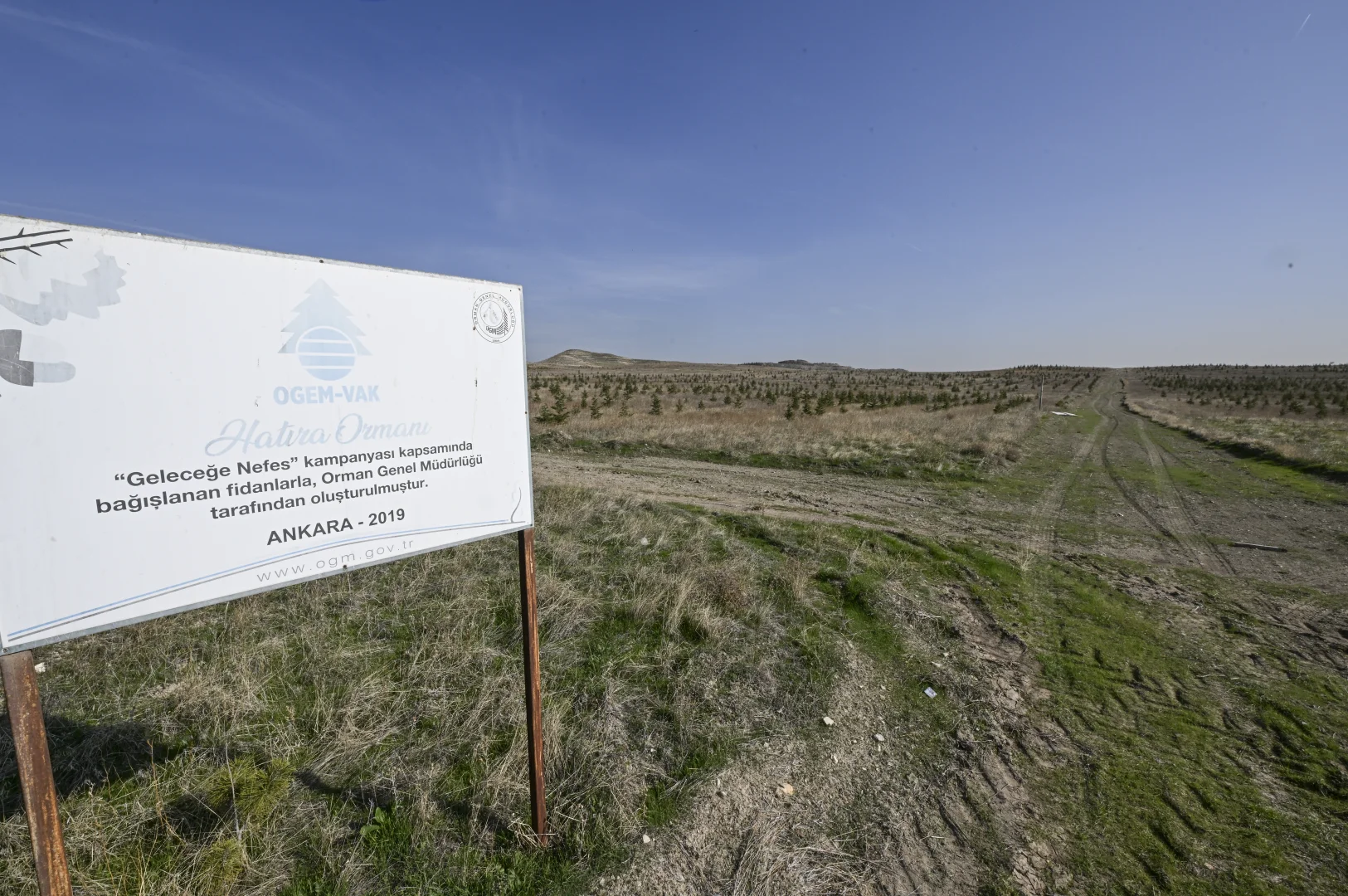 Ağaçlandırma seferberliğinin ilk yılında dikilen fidanlar ağaca dönüştü