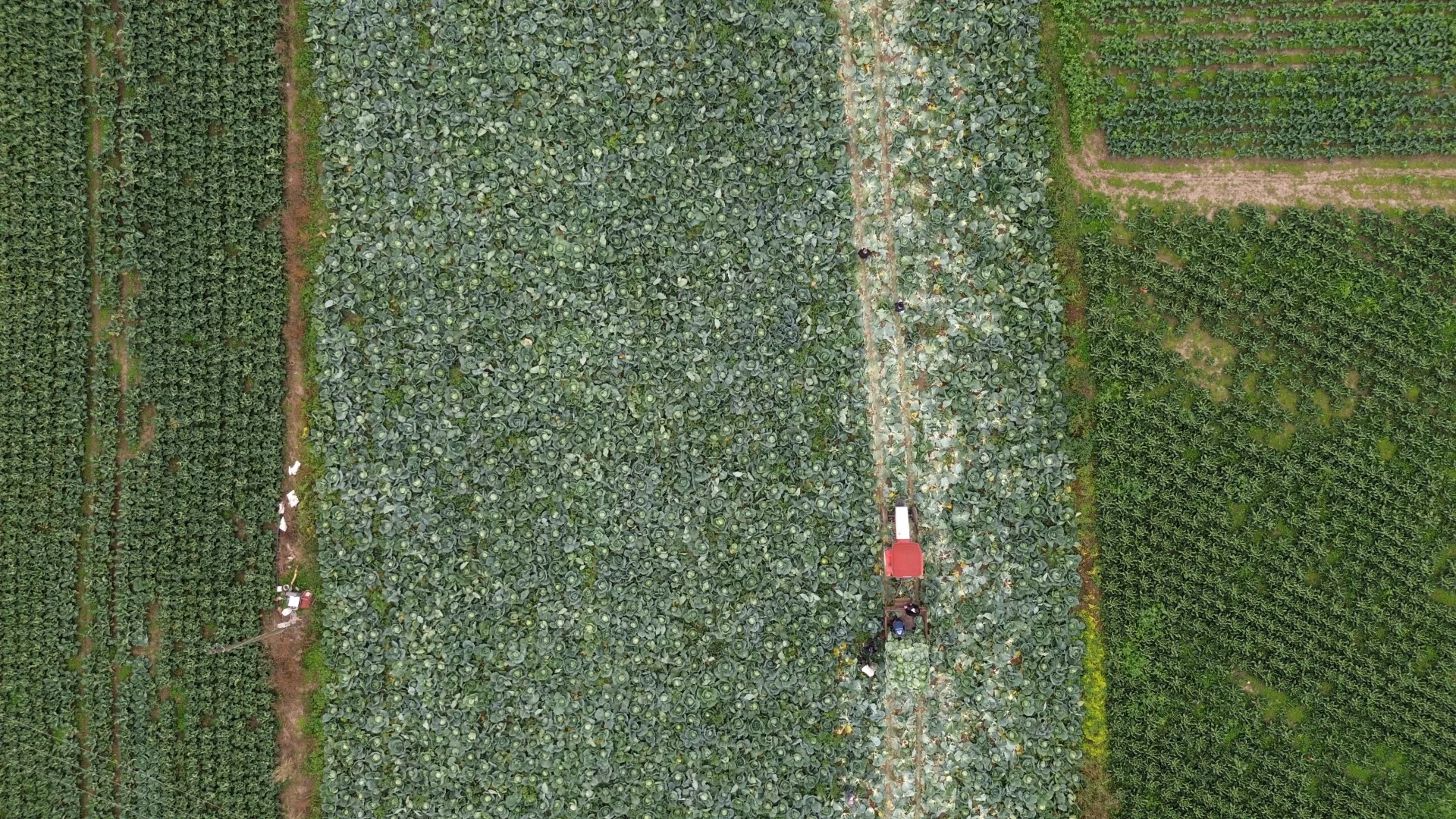 Bafra Ovası'nda beyaz lahana hasadı başladı