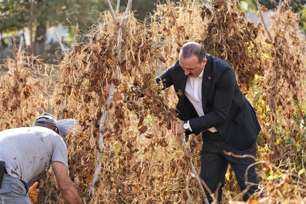 Başkan Kotan, işçilerle fasulye hasadı yaptı