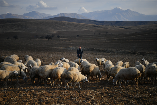 Büyükşehir'den "Koyunlar Artıyor, Meralar Şenleniyor" projesi