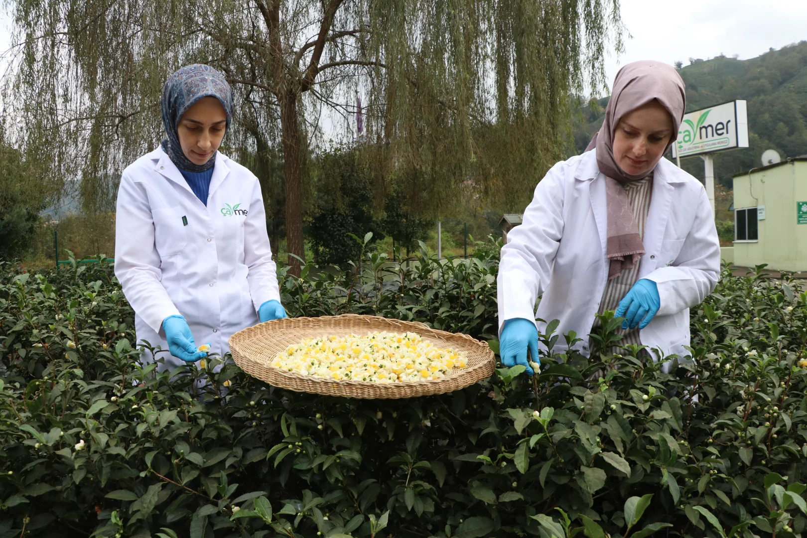 ÇAYMER, bu yıl 50 kilogram çiçek çayı üretti