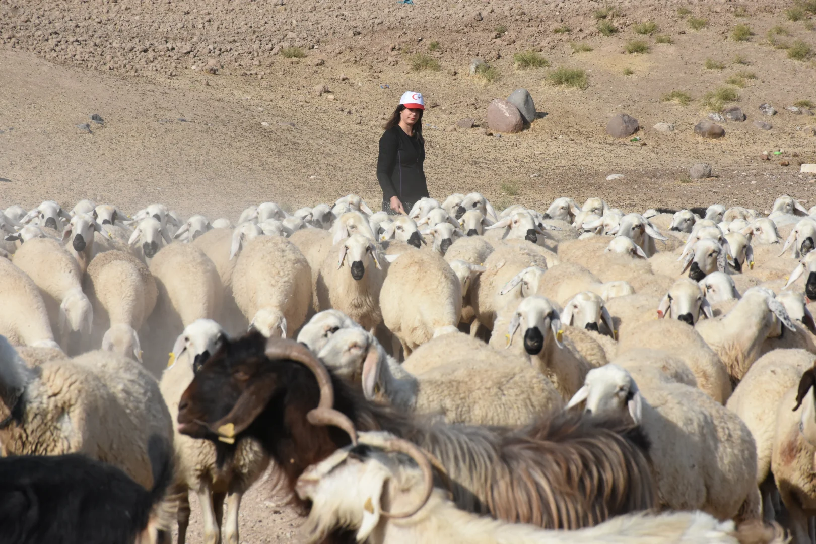 Devlet desteğiyle besiciliğe başlayan kadın 250 hayvana ulaştı