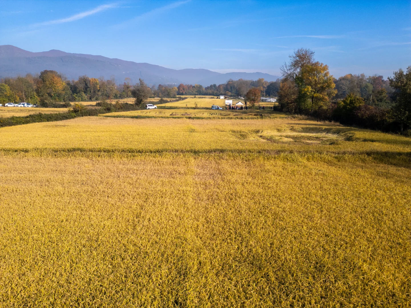 Düzce'de damla sulama sistemi uygulanan coğrafi işaretli Konuralp pirinci hasat edildi