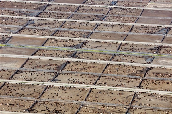 Endüstriyel hayvancılık, küresel iklim hedeflerini tehdit ediyor