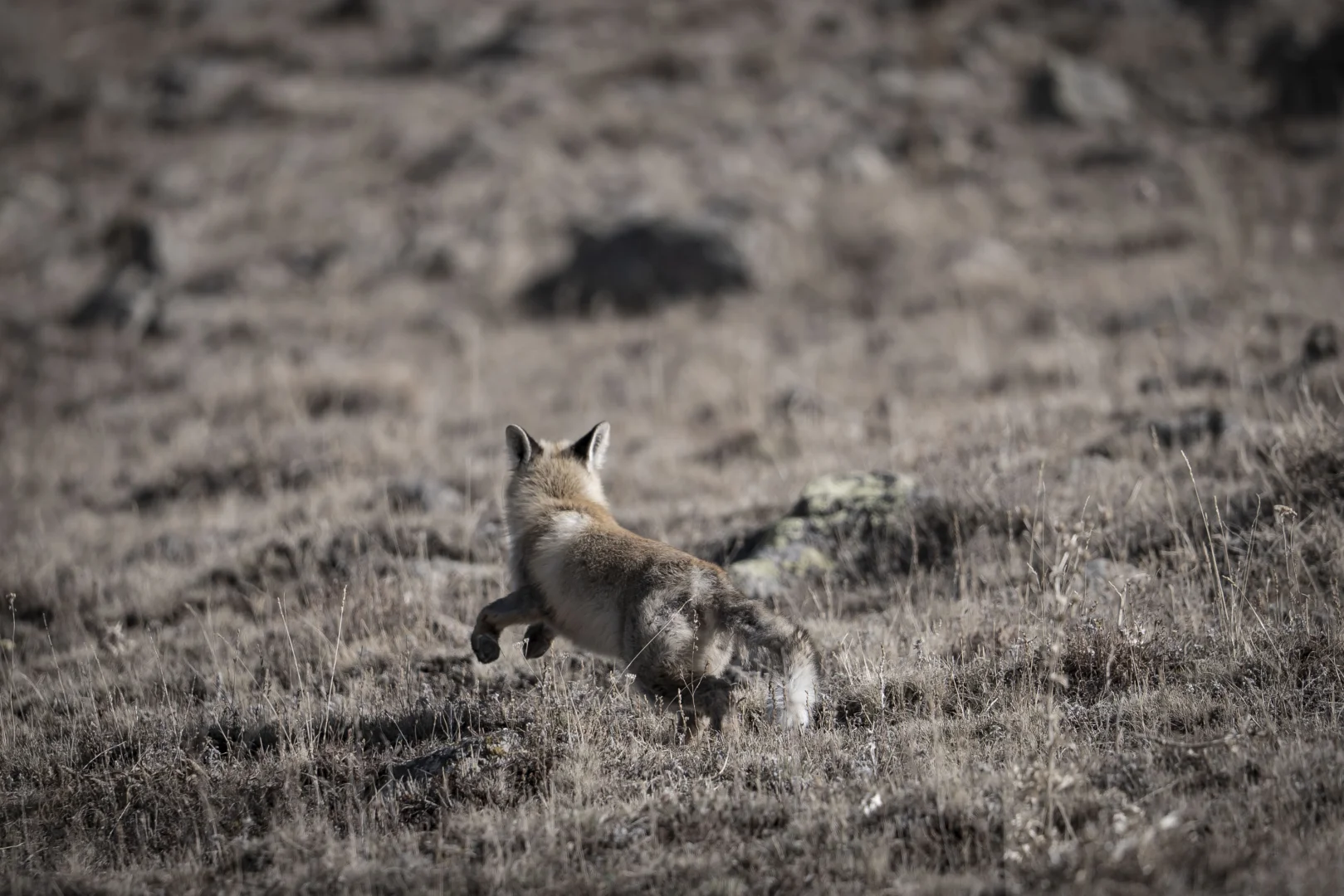 Erzurum'da kızıl tilki yiyecek ararken görüntülendi