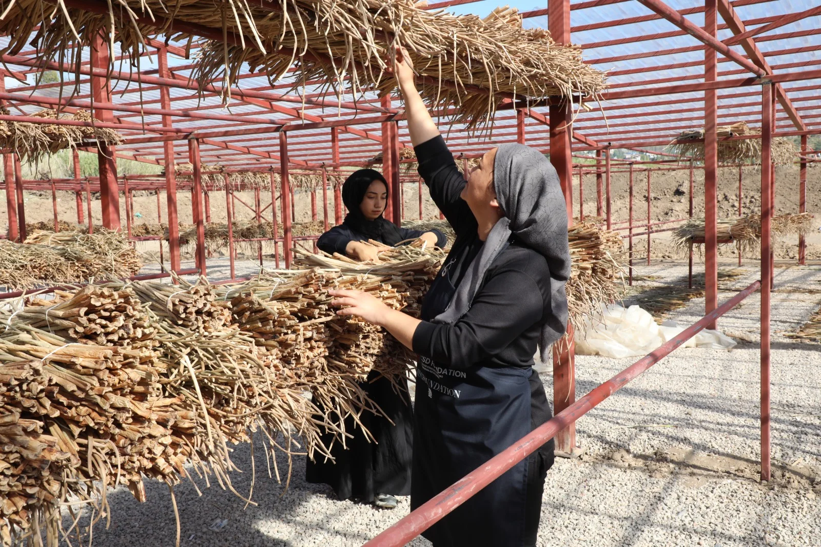 Hatay'da Gölbaşı Gölü'ndeki su sümbülleri ekonomiye kazandırılıyor