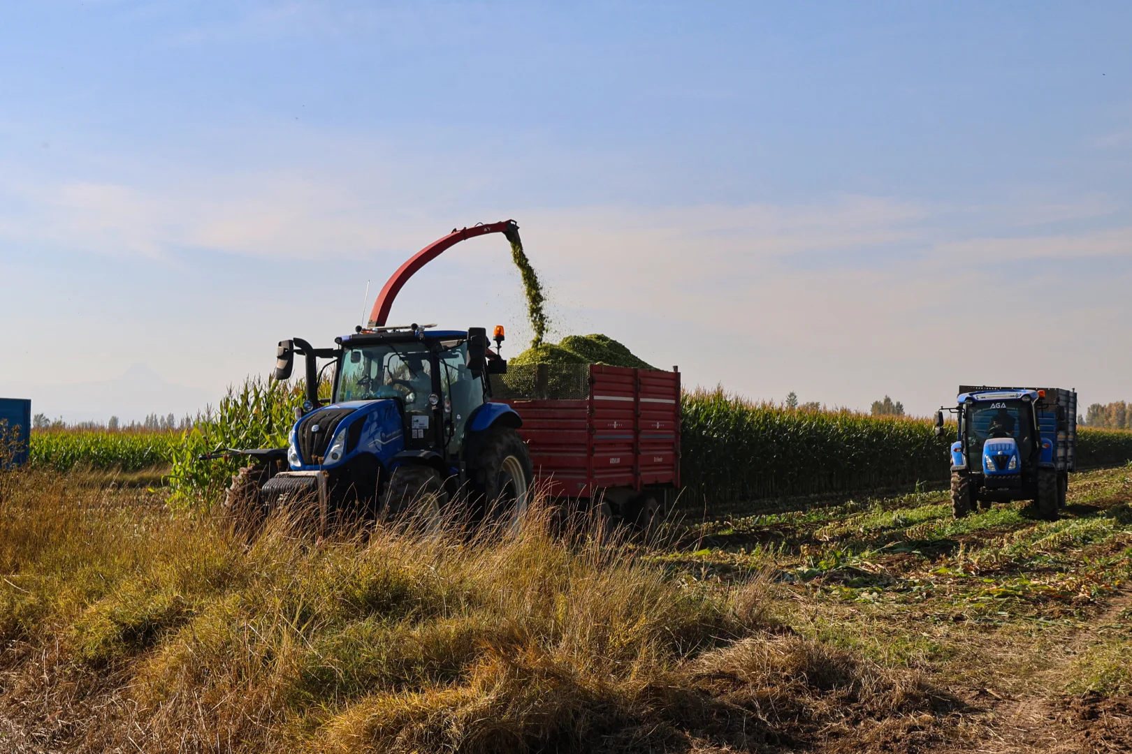 Iğdır'da silajlık mısır hasadı başladı