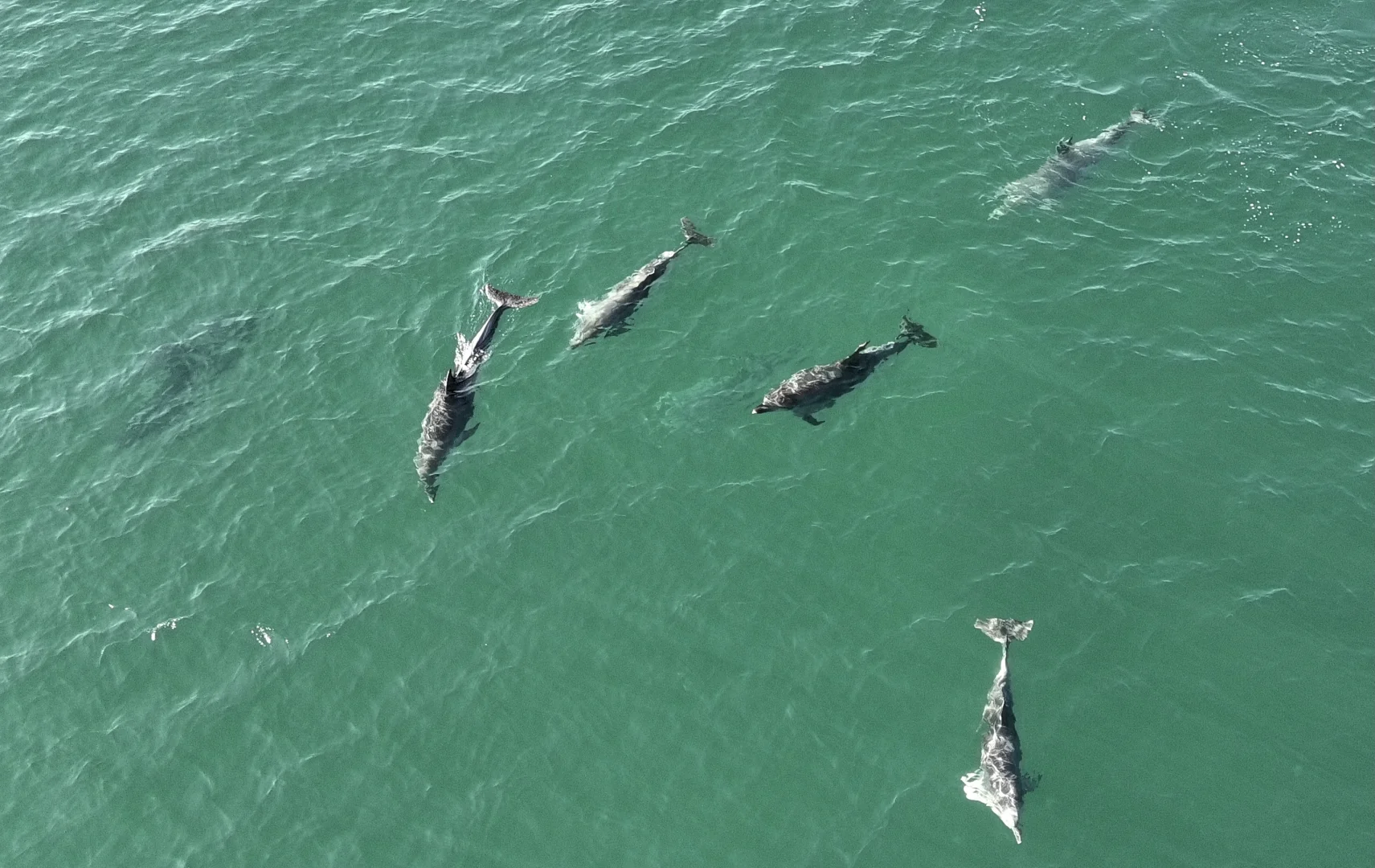 Karadeniz'de dolaşan yunuslar dronla görüntülendi