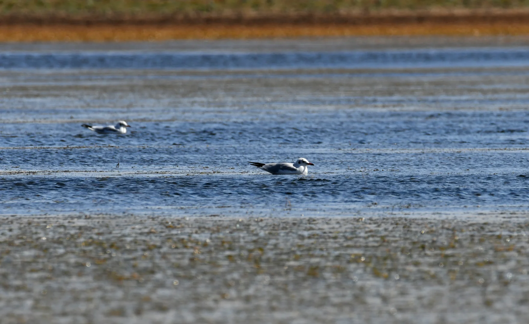 Kars'ta göçmen kuşların konakladığı Asboğa Gölü'nde su 60 metre çekildi