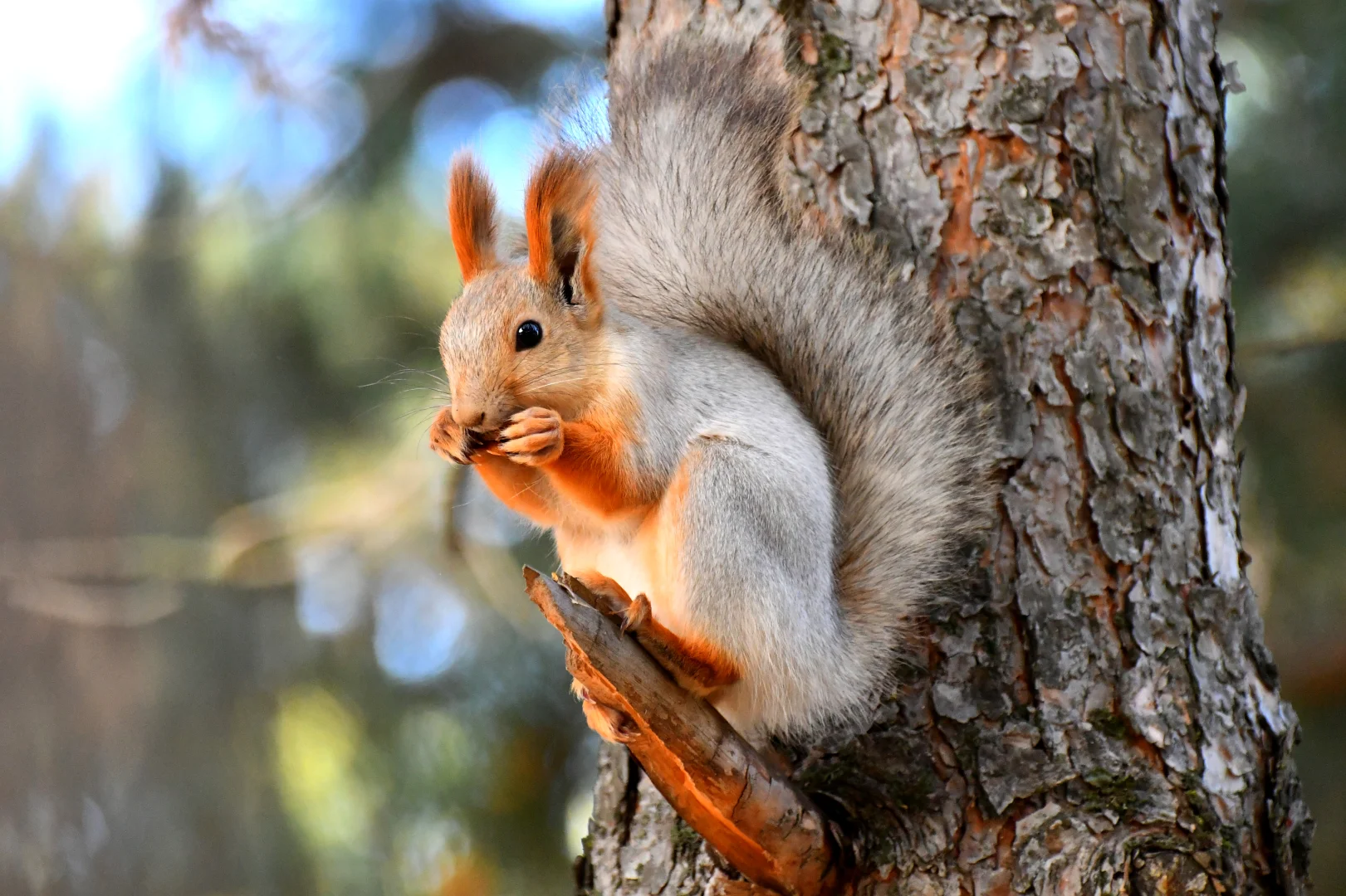 Kars'ta kızıl sincaplar kış uykusu hazırlıklarına başladı