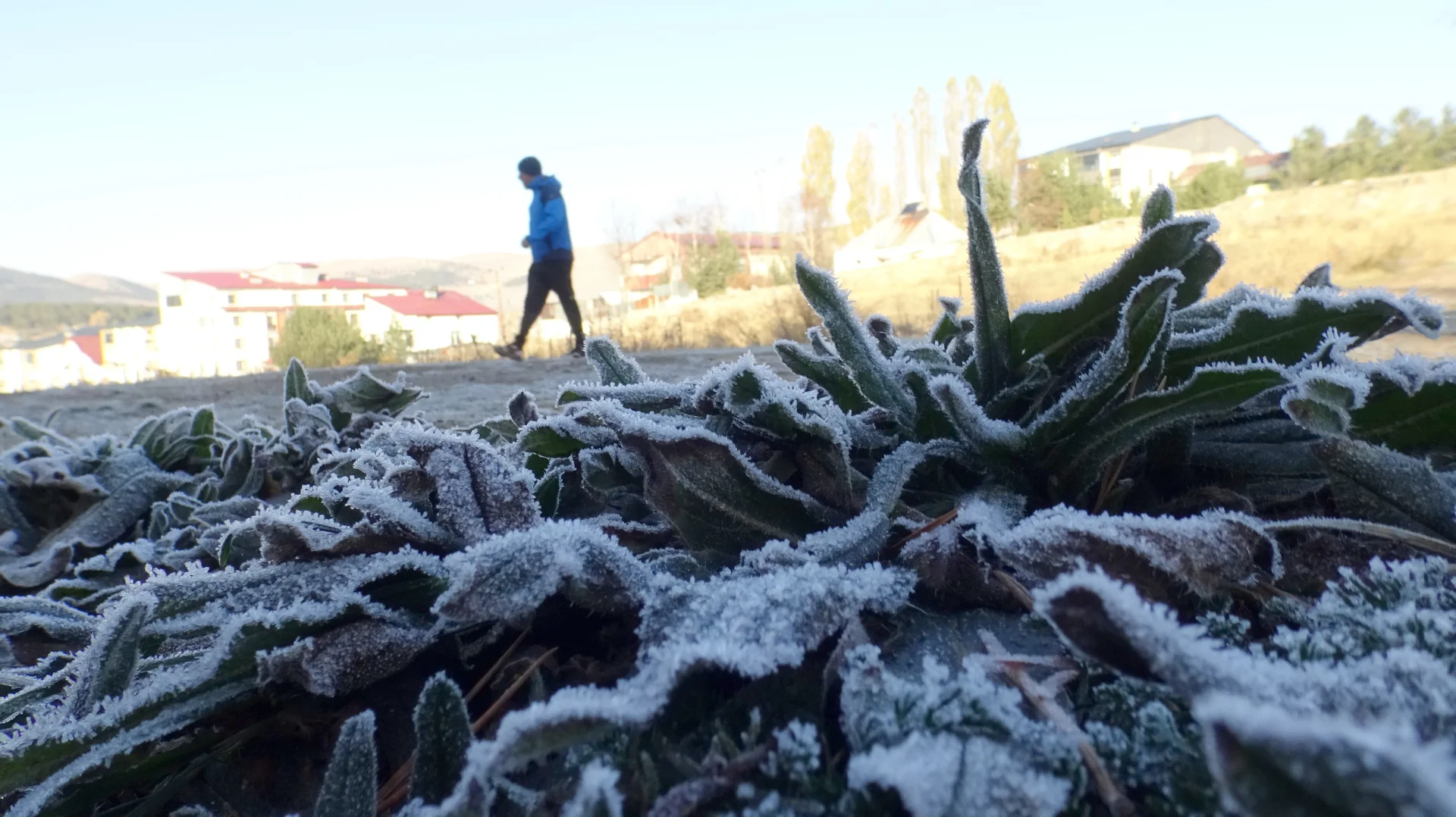 Kars’ta soğuk hava ve kırağı etkili oldu