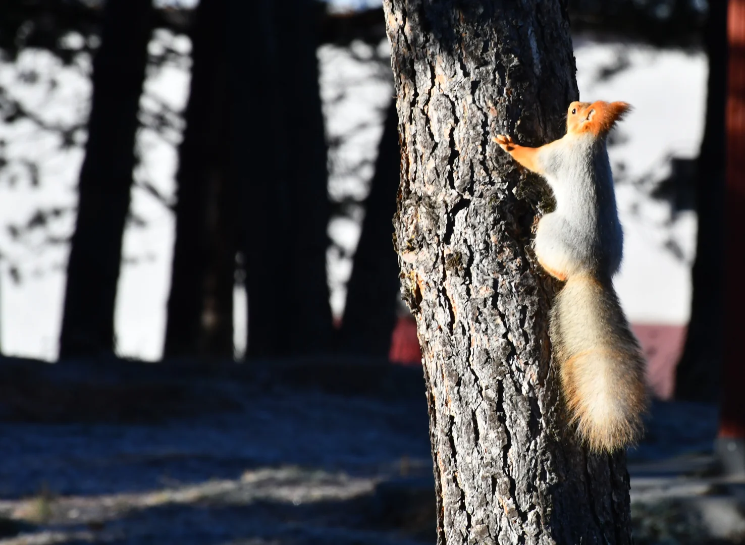 Kars’ta soğuk ve kırağı