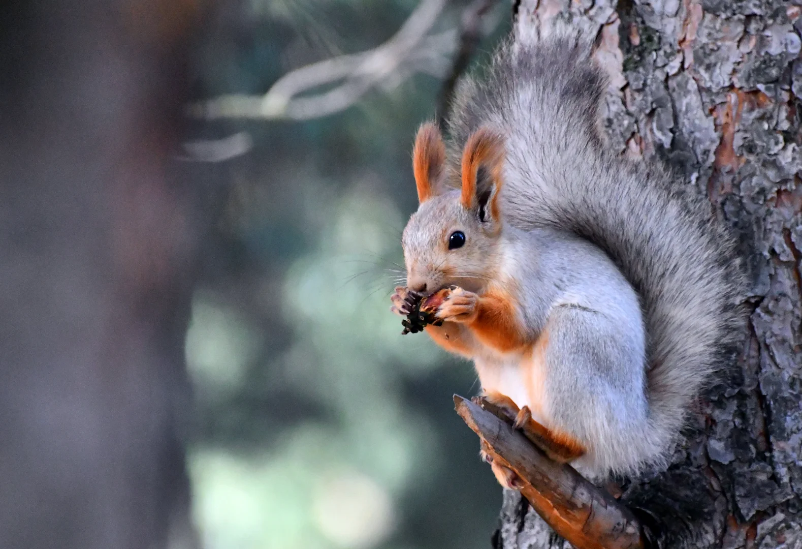Kars’taki Keklik Vadisi'nde sonbahar güzelliği yaşanıyor