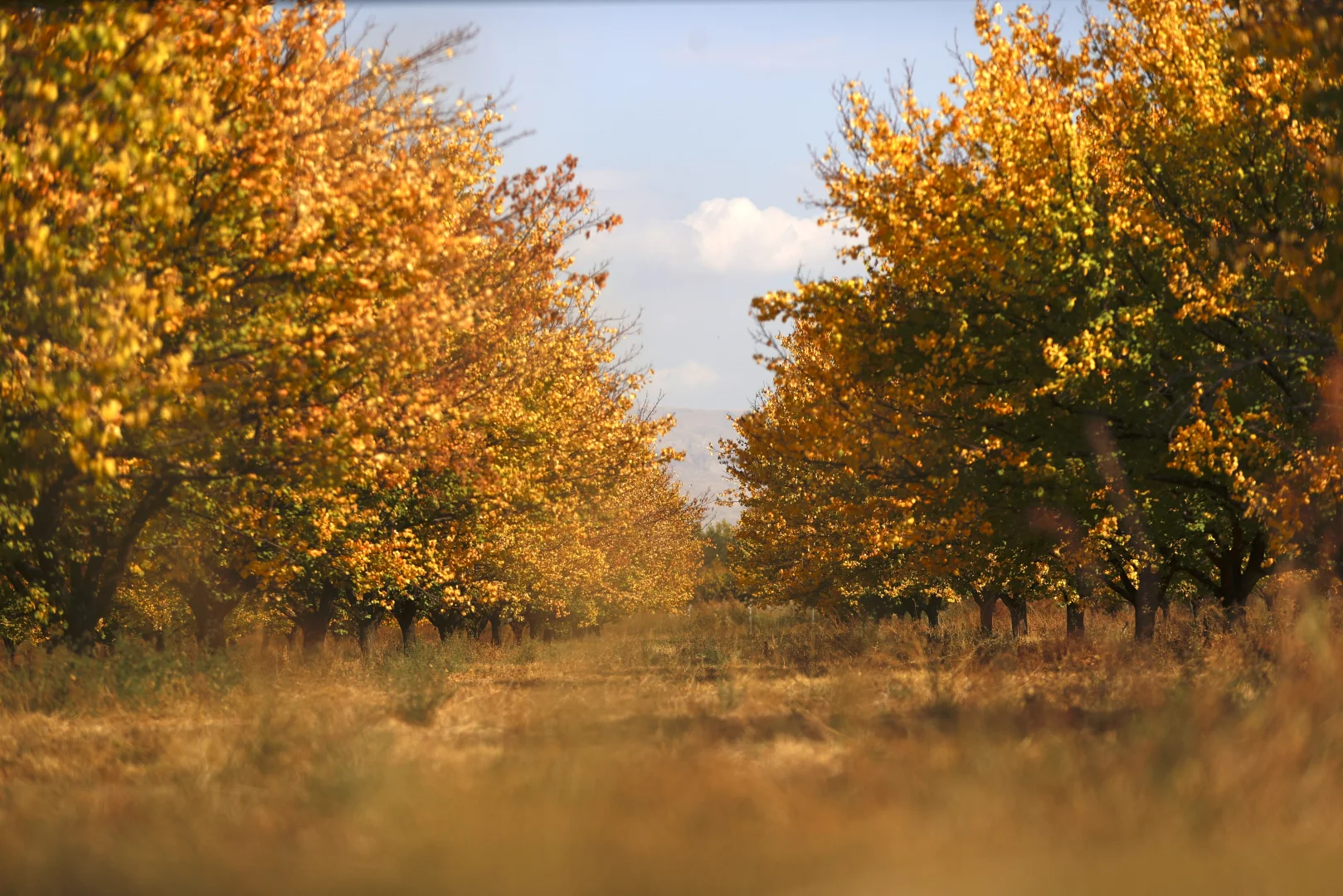 Malatya'daki kayısı bahçelerinde sonbahar renkleri hakim oldu