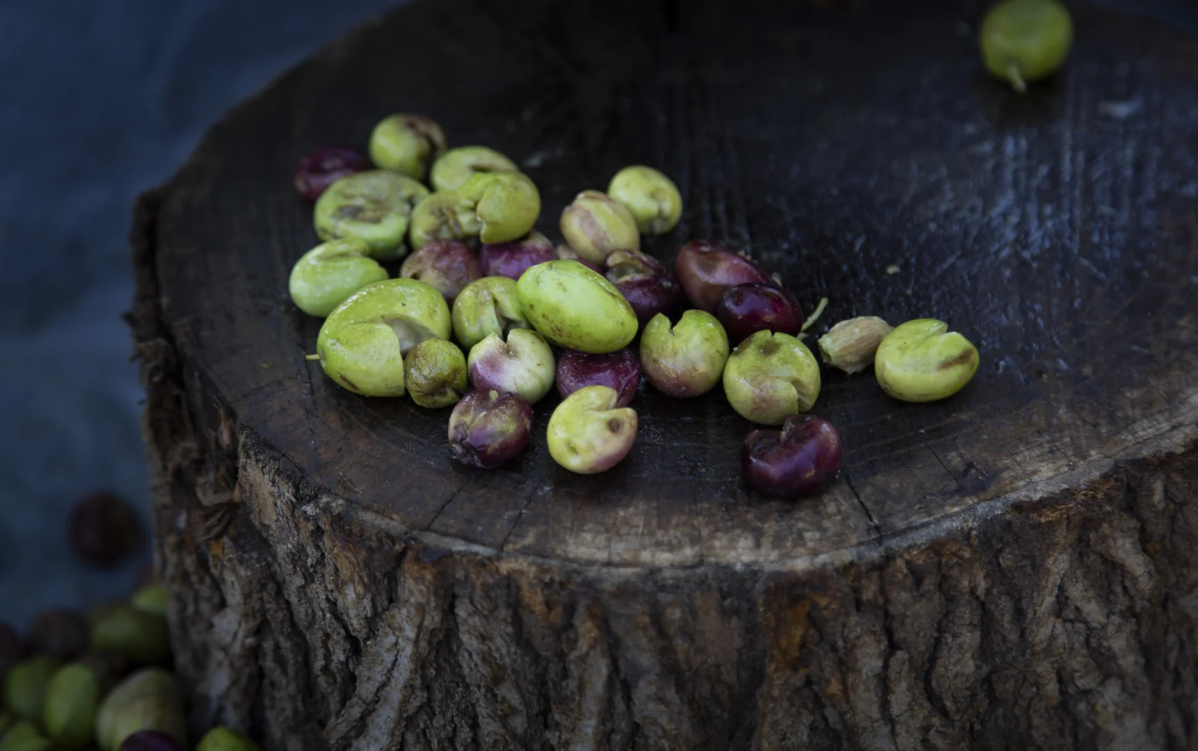 Mardin’in Derik ilçesinde zeytin hasadı başladı