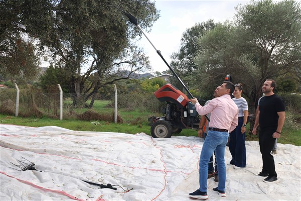 Marmaris Belediyesi, zeytin hasadı gerçekleştirdi