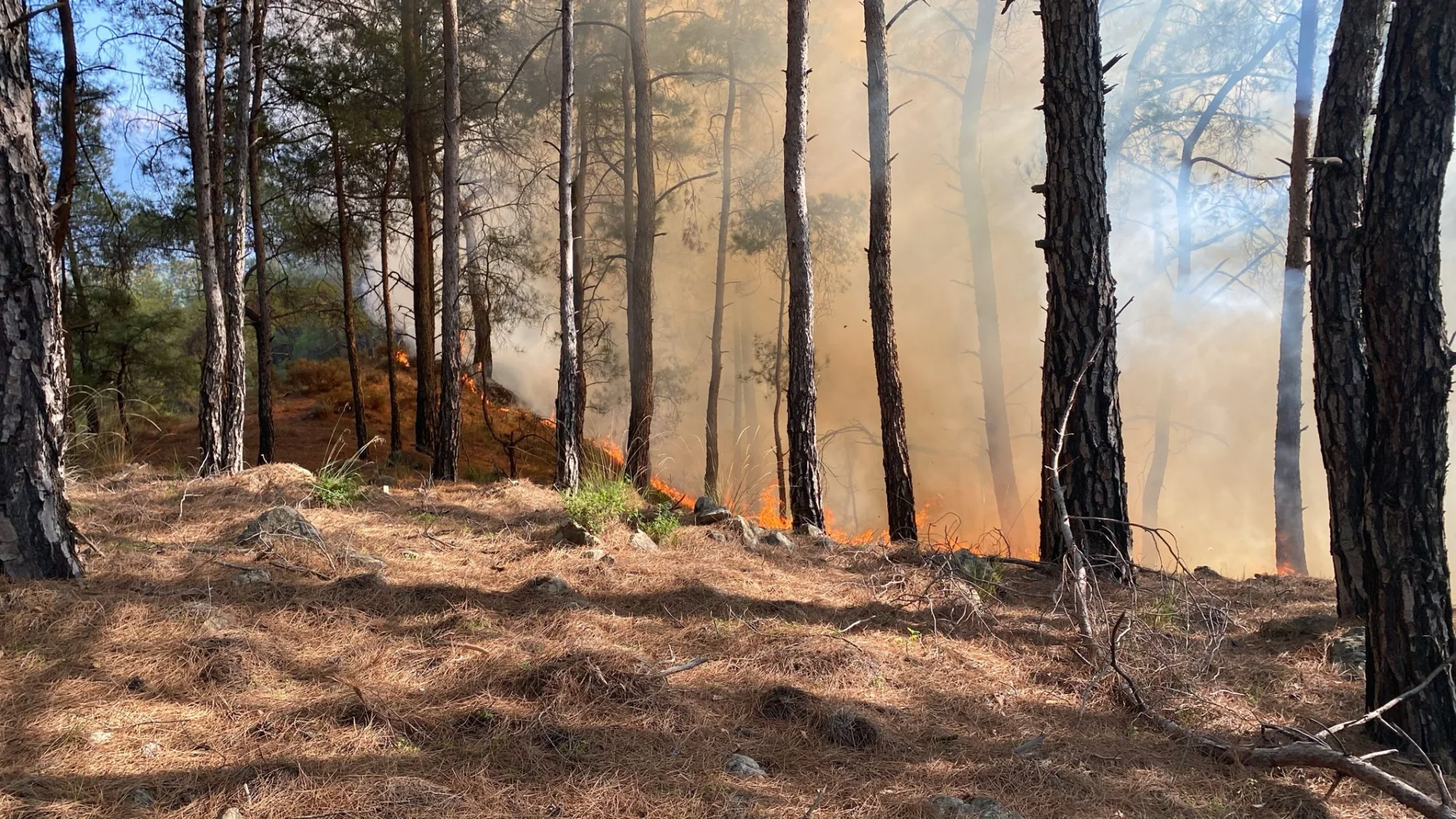 Muğla’da çıkan orman yangını söndürüldü