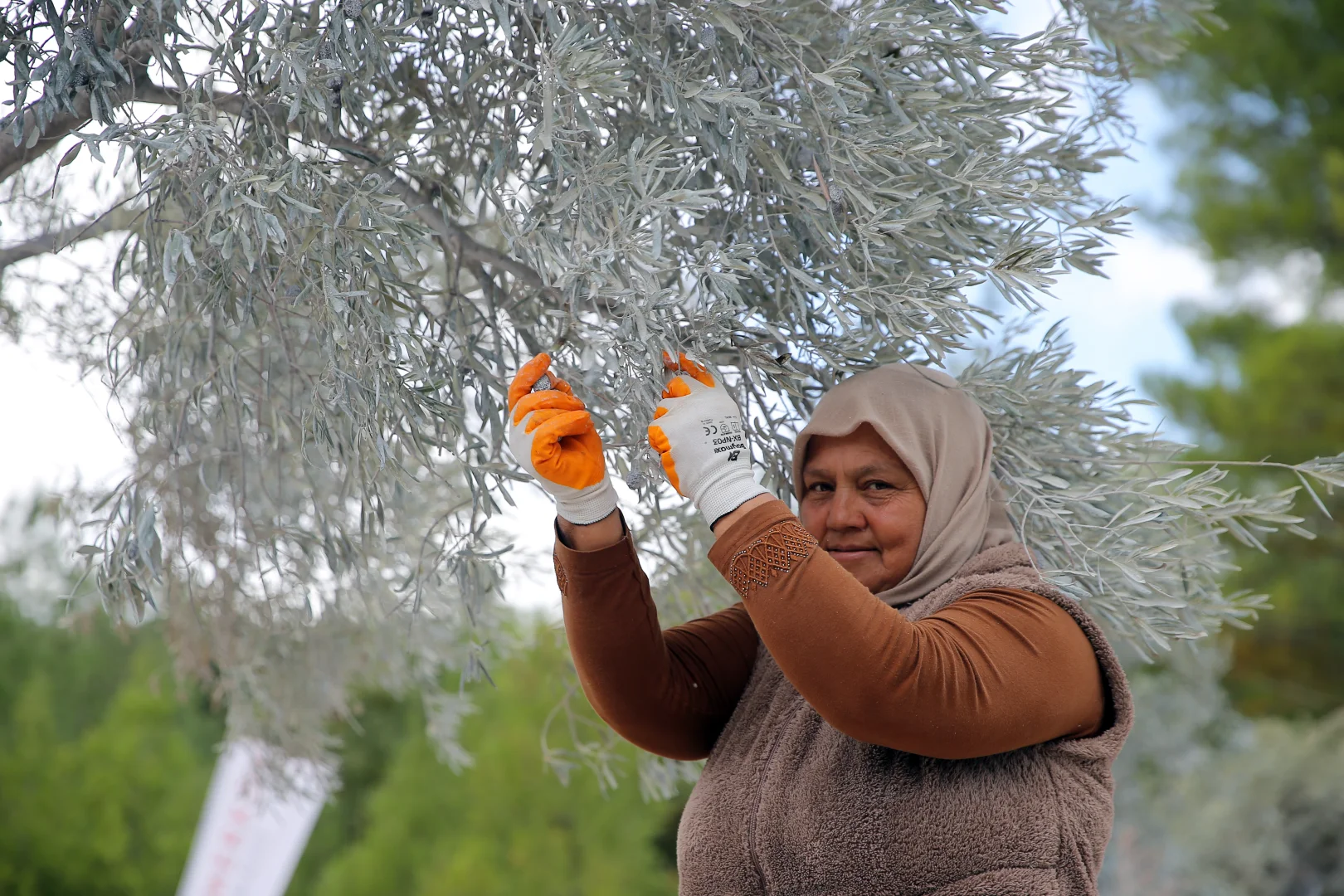 Muğla'da maden rehabilitasyon projesinde zeytin fidanları toprakla buluşturuldu