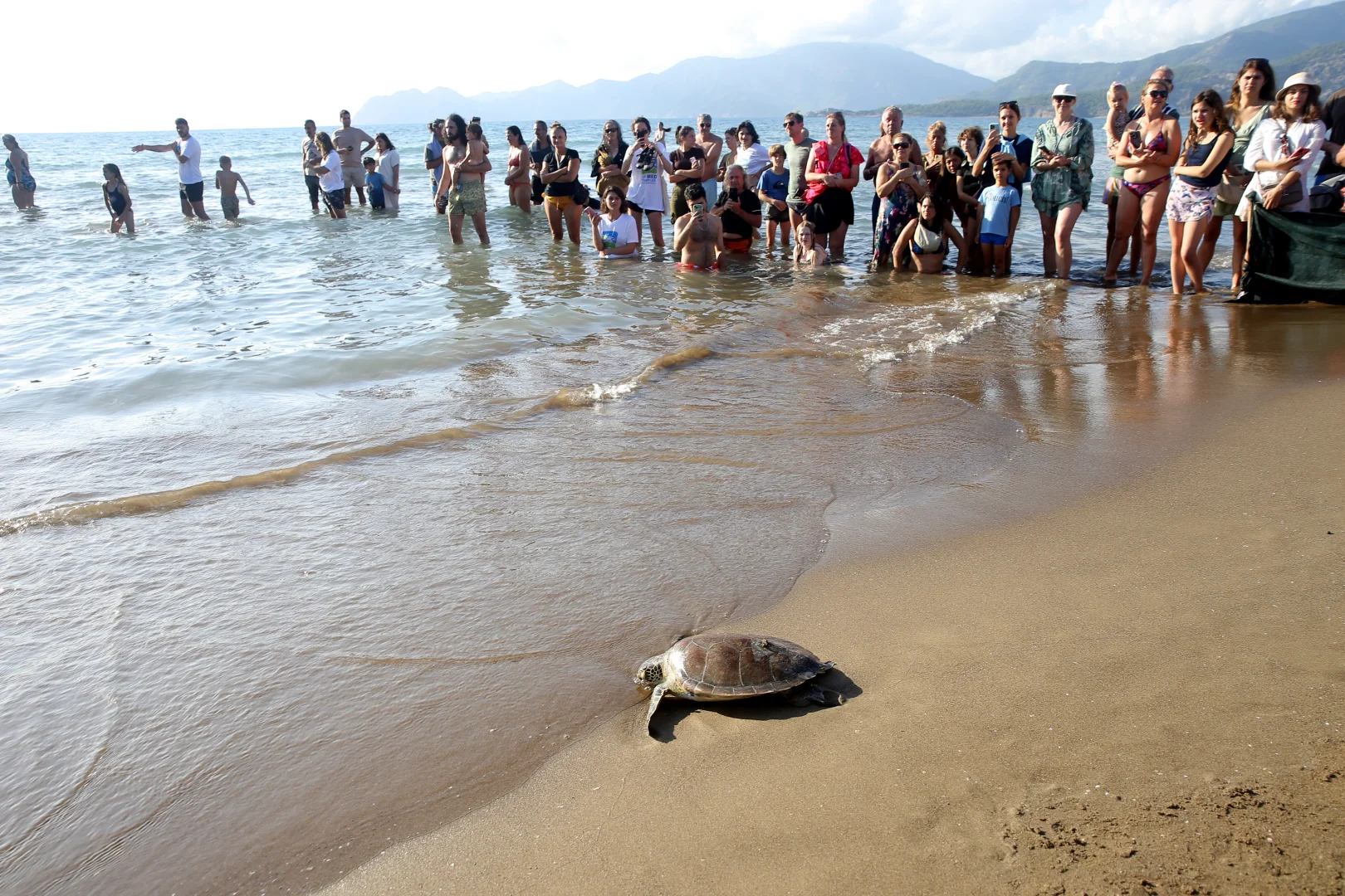 Muğla'da tedavileri tamamlanan deniz kaplumbağaları Cumhuriyet'in 102. yılı kapsamında denizle buluştu