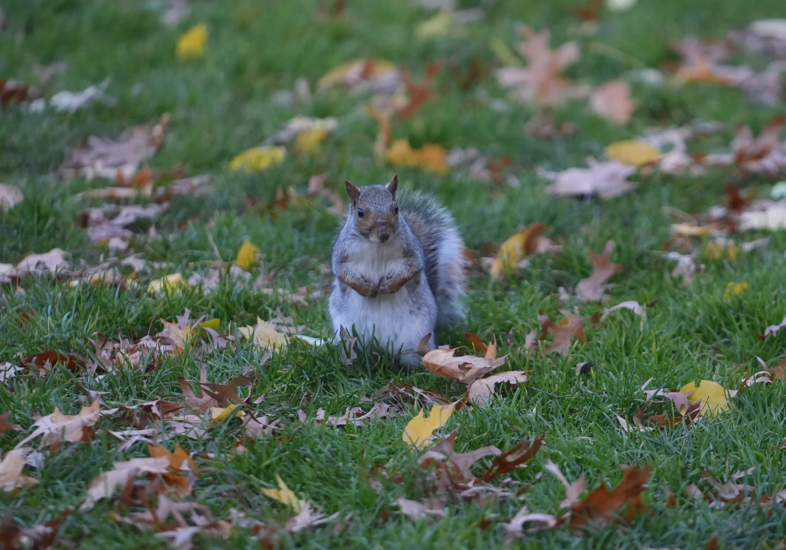 New York'ta sonbahar