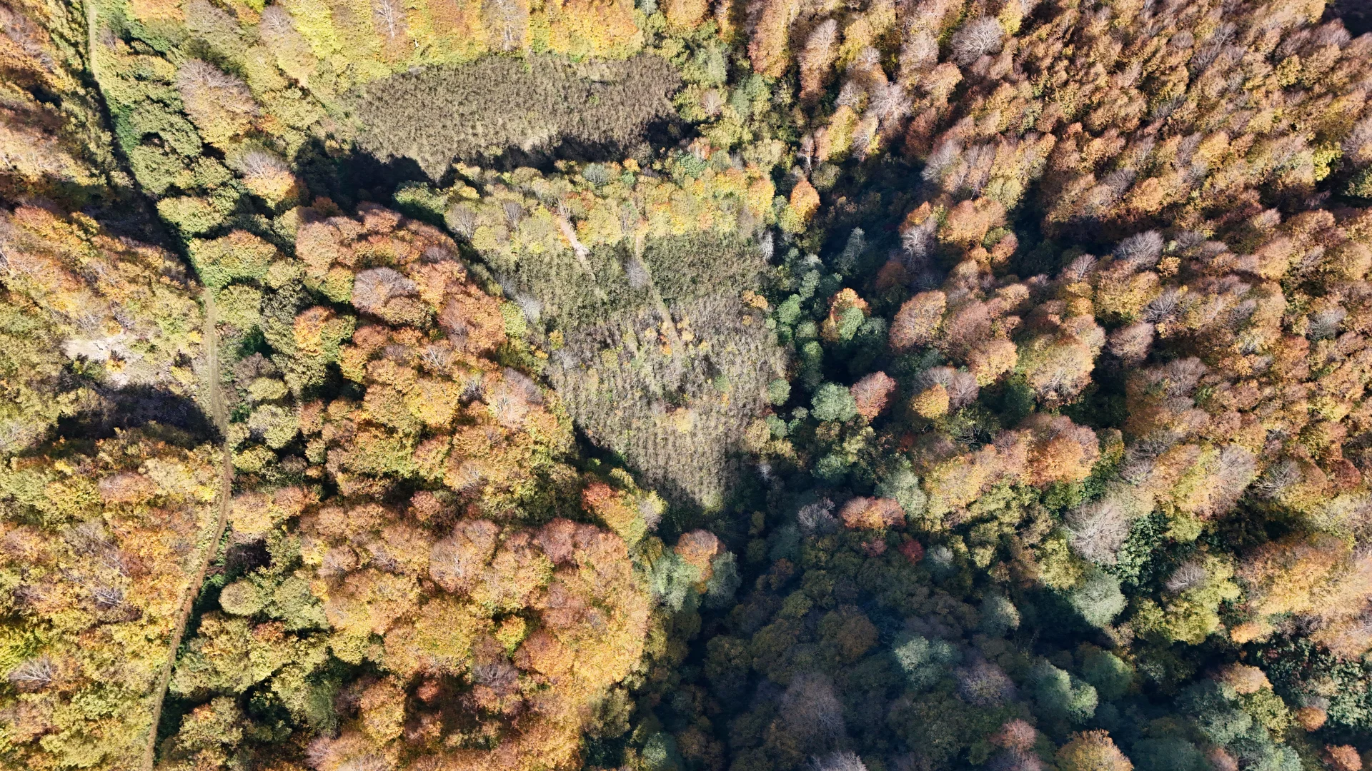 Ordu'nun Akkuş ilçesindeki ormanlarda sonbahar renkleri hakim oldu