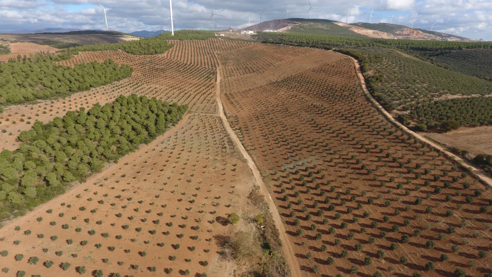 Orman Genel Müdürü Karacabey, Balıkesir'de gelir getirici tür ağaçlandırma sahasında konuştu