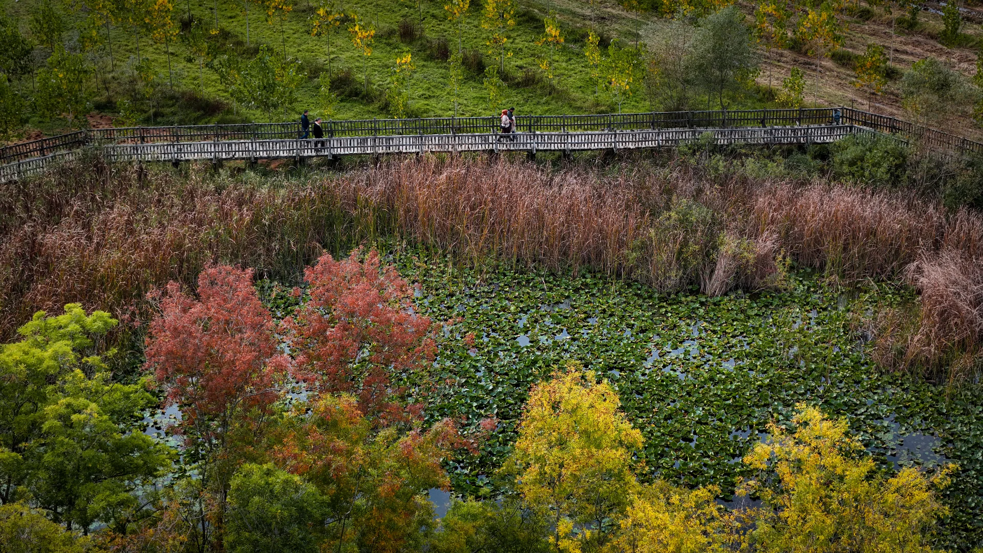 Sakarya'da Acarlar Longozu ve Büyük Melen havzası sonbaharın tonlarıyla renklendi