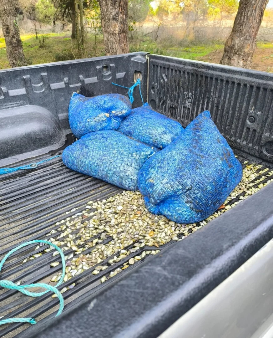 Samsun'da denizde çuvallara saklanmış 200 kilogram midye ele geçirildi