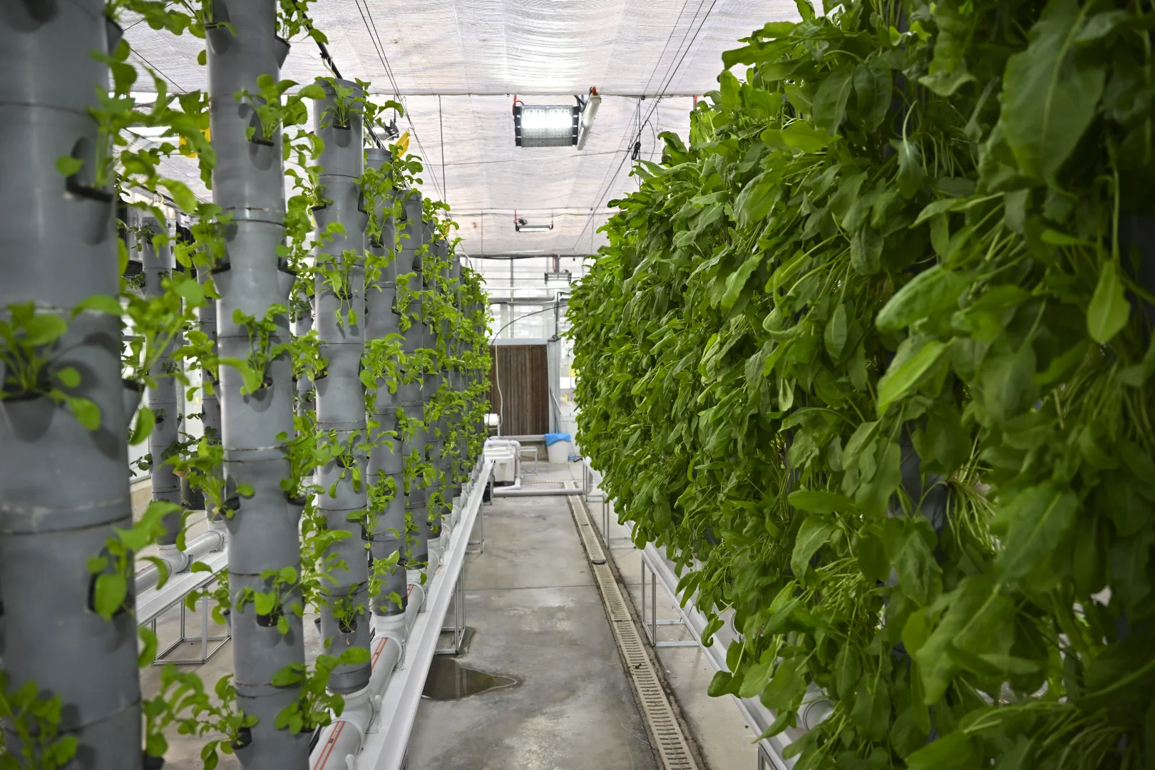 Topraksız dikey tarım uygulamaları enerjide tasarruf ve yüksek verimlilikle geleceğe umut oluyor