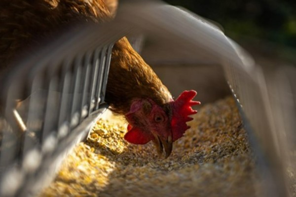 TÜİK - Tavuk eti üretimi yüzde 0,5 azalışla 228 bin 846 tona geriledi