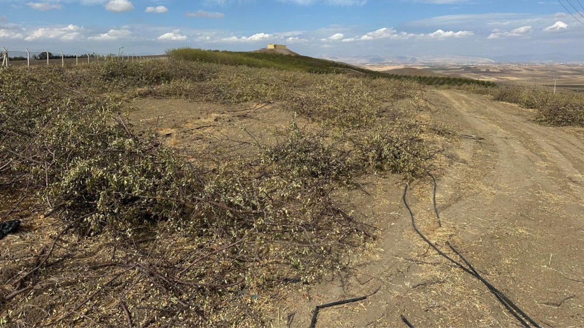Yanlıştan dönülmezse 108 bin dönümde 4 milyon badem ağacı sökülebilir  - Videolu Haber