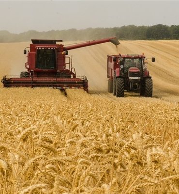 29 Aralık- 2 Ocak haftası tarım ürünleri piyasası
