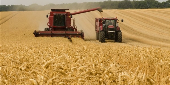 29 Aralık- 2 Ocak haftası tarım ürünleri piyasası