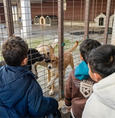 86 bin tedavi, 13 bin kısırlaştırma