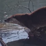 Bolu-Yedigoller8217de-Nadir-Goruntu-Su-Samuru-Kaydedildi-featured