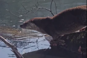 Bolu-Yedigoller8217de-Nadir-Goruntu-Su-Samuru-Kaydedildi-featured