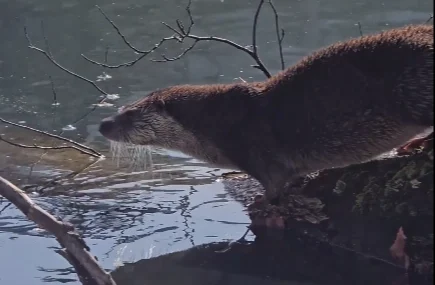 Bolu-Yedigoller8217de-Nadir-Goruntu-Su-Samuru-Kaydedildi-featured