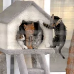 Osmangazi-Belediyesi8217nden-Sokak-Hayvanlarina-Sefkat-Eli-featured