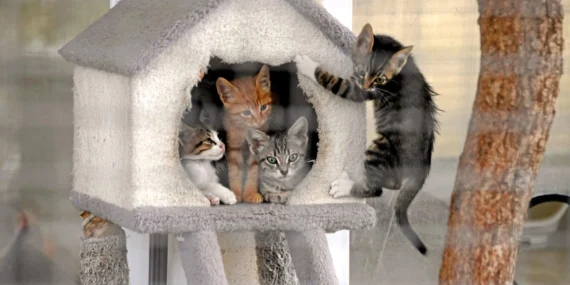 Osmangazi-Belediyesi8217nden-Sokak-Hayvanlarina-Sefkat-Eli-featured