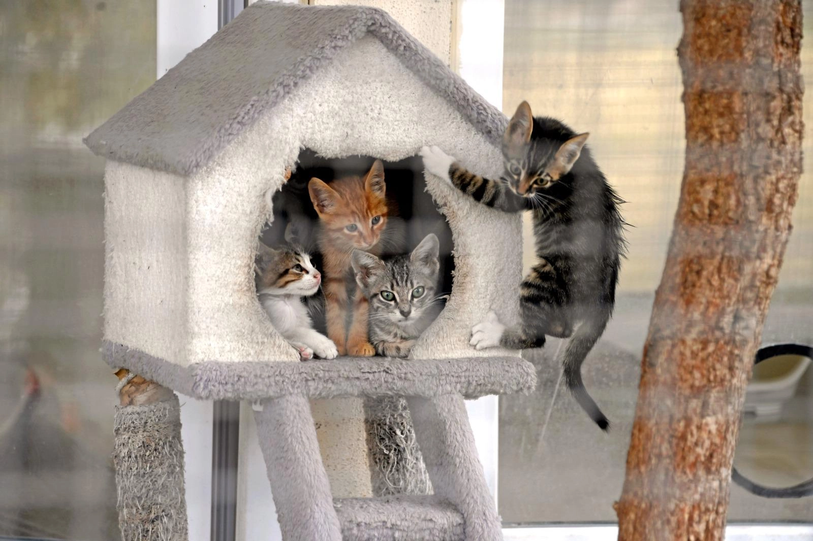 Osmangazi-Belediyesi8217nden-Sokak-Hayvanlarina-Sefkat-Eli-featured