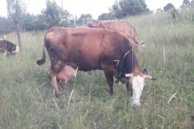 Pazaryeri8217nde-Sap-Alarmi-Cok-Sayida-Yerlesim-Yeri-Karantinaya-Alindi-featured