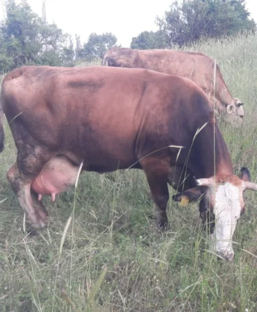 Pazaryeri8217nde-Sap-Alarmi-Cok-Sayida-Yerlesim-Yeri-Karantinaya-Alindi-featured