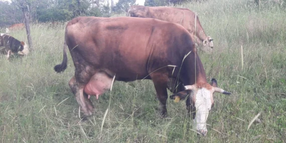 Pazaryeri8217nde-Sap-Alarmi-Cok-Sayida-Yerlesim-Yeri-Karantinaya-Alindi-featured