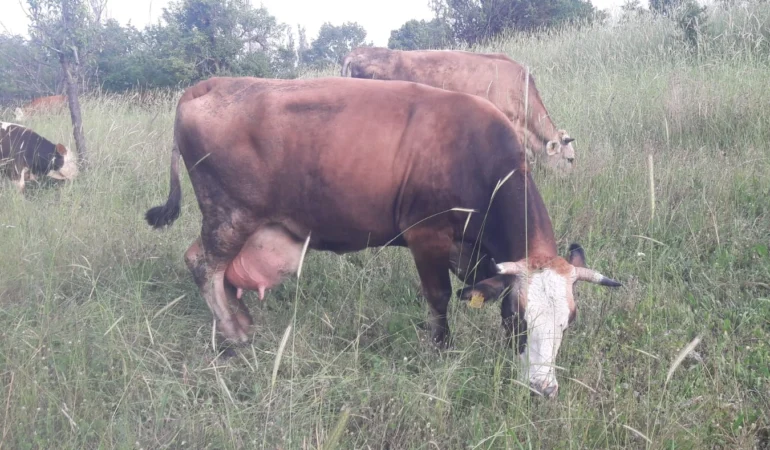 Pazaryeri8217nde-Sap-Alarmi-Cok-Sayida-Yerlesim-Yeri-Karantinaya-Alindi-featured