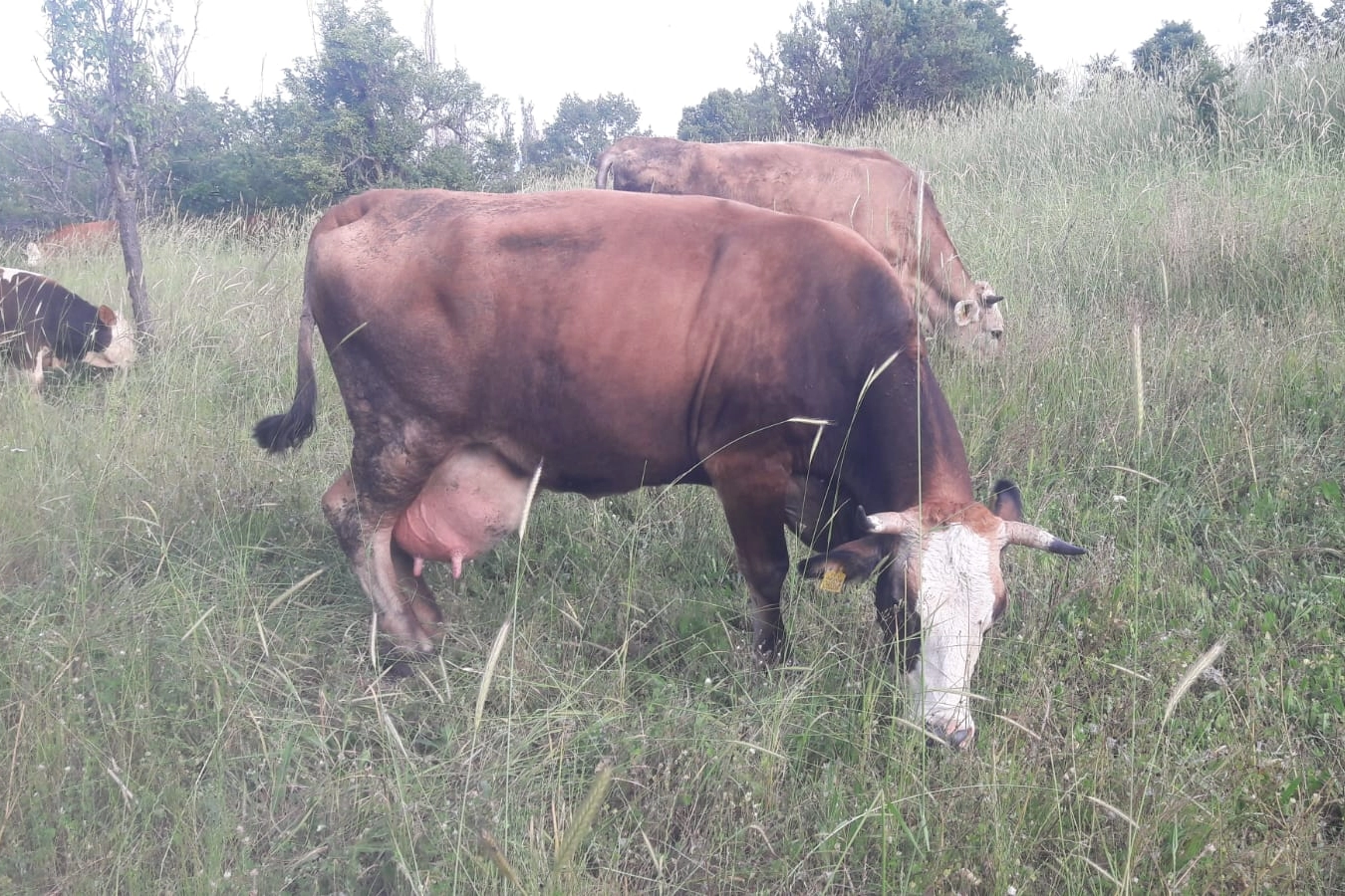 Pazaryeri8217nde-Sap-Alarmi-Cok-Sayida-Yerlesim-Yeri-Karantinaya-Alindi-featured