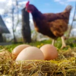 Tavuk-Eti-Uretimi-Kasim-Ayinda-233-Bin-Tonu-Gecti-featured