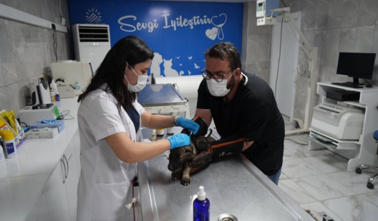 Adıyaman Belediyesi 2025’te Patibulansla sahadaydı: Binlerce hayvan şifa buldu