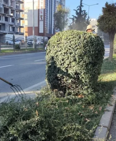 Adıyaman Belediyesi’nden kış öncesi ağaç budama ve bakım çalışması  - Videolu Haber