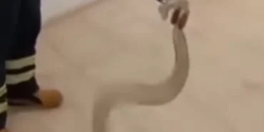 Adıyaman'da cami lavabosunda zehirli yılan paniği