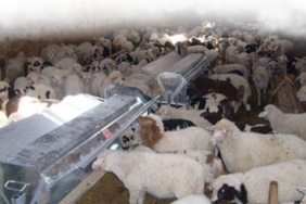 Adıyaman’da Hayvancılığa Destek